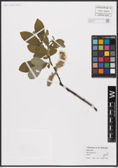 Foto von Salix aurita L.